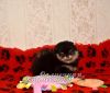 Щенки шпица помы медвежата