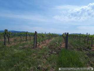 Плодоносящие виноградники