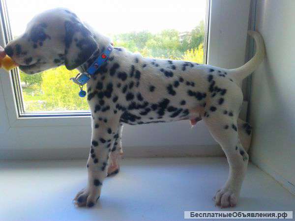 Щенки далматина