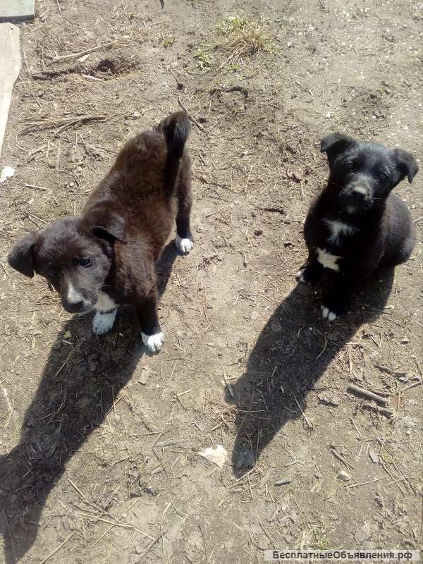 Отдам в хорошие руки