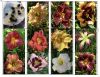 Лилейники - многолетние цветы для дачи