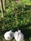 Сосна, ель, берёза купить саженцы с доставкой