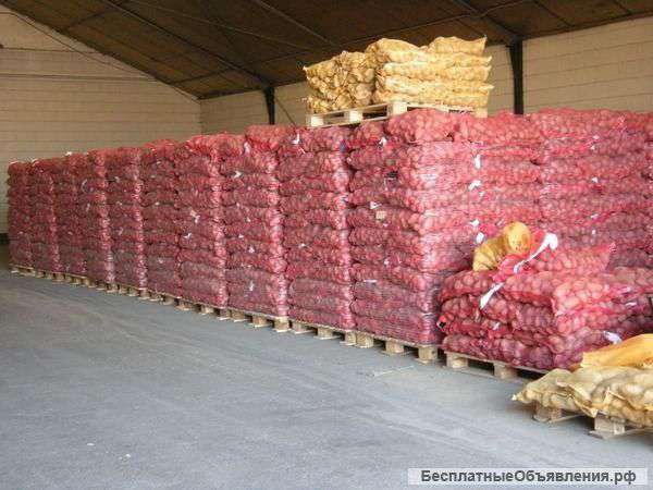 Картофель оптом от производителя. Доставка по РФ и СНГ.