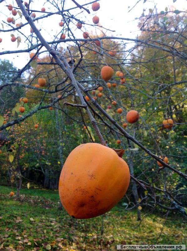 10 соток в Адлере