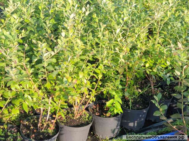 Саженцы голубики садовой оптом от производителя РБ