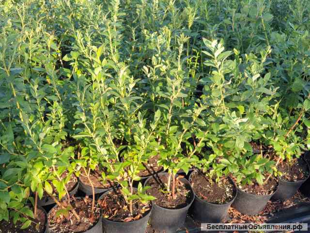 Саженцы голубики садовой оптом от производителя РБ