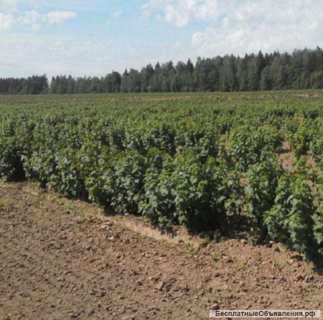 Саженцы смородины оптом от производителя РБ