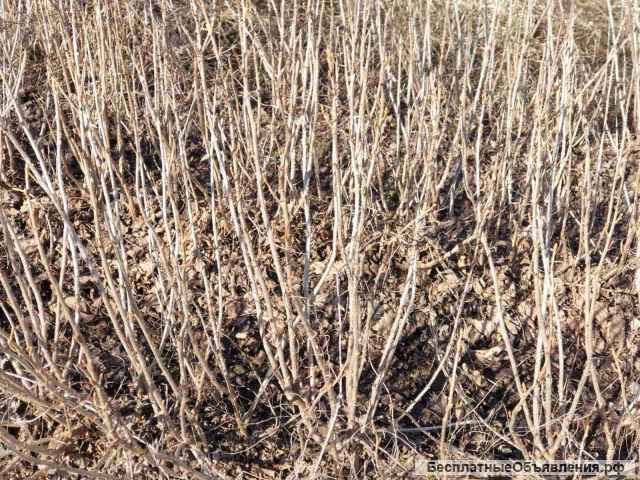 Саженцы смородины оптом от производителя РБ