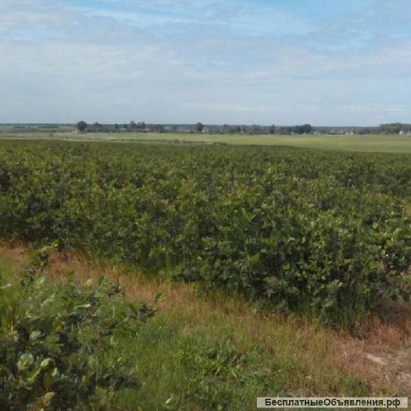 Саженцы аронии черноплодной оптом от производителя РБ