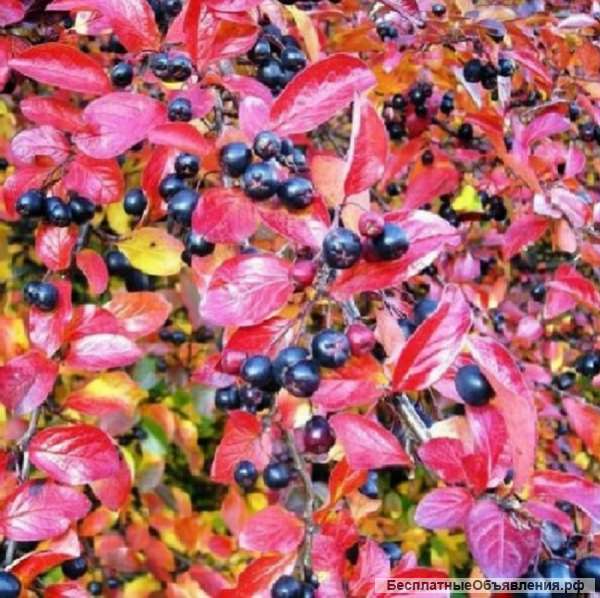 Саженцы аронии черноплодной оптом от производителя РБ
