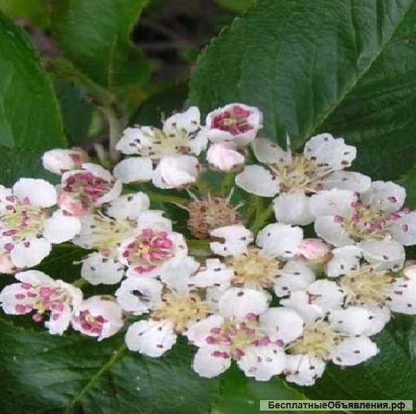 Саженцы аронии черноплодной оптом от производителя РБ