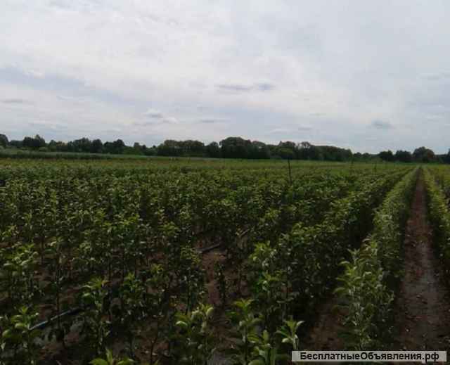 Саженцы яблони оптом от производителя РБ