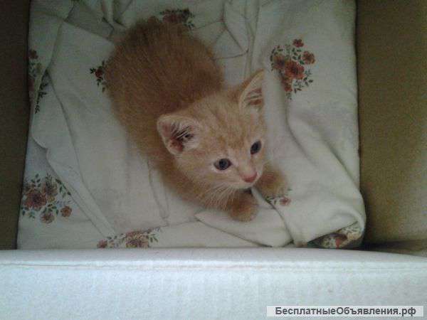 Отдам в дар котенка