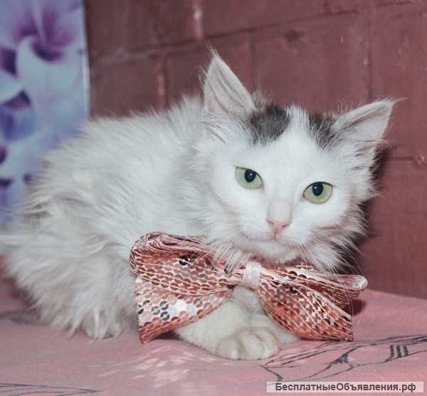 Милый котенок Корица в добрые руки