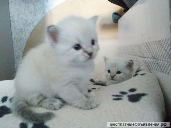 Невские маскарадные малыши