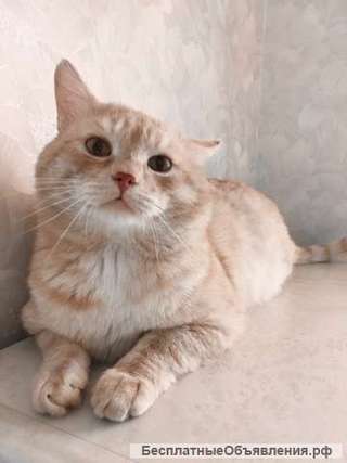 Абрикосовый кот ищет дом