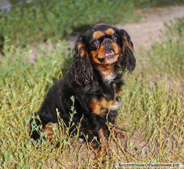 Кинг Чарльз Спаниель