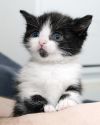 Котёнок с сапфировыми глазами ищет дом