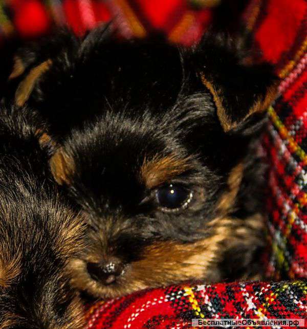 Щенки йоркширского терьера