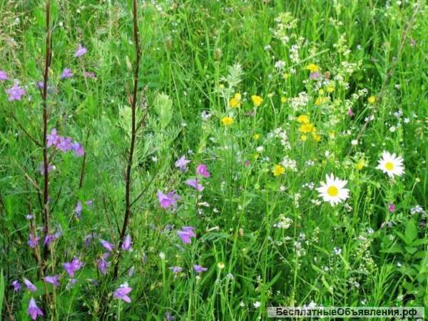 Целительство