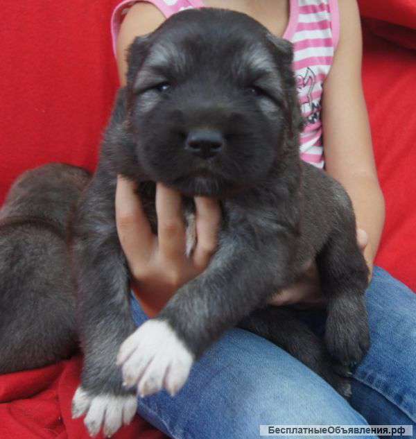 Кавказская овчарка, щенки