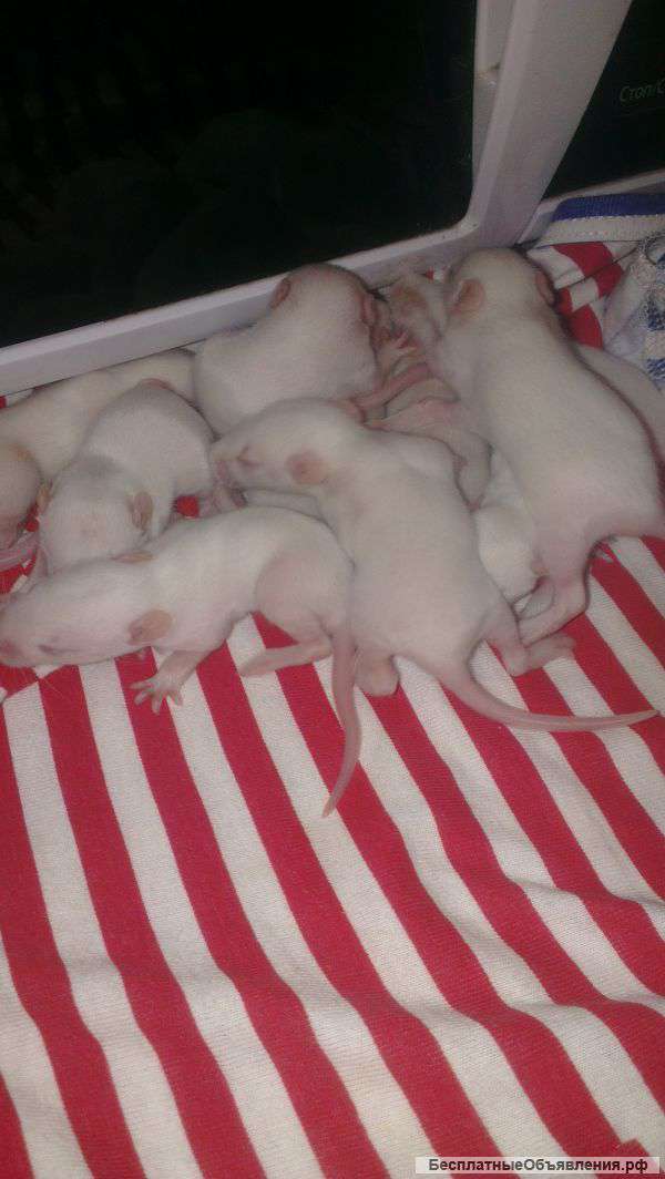 Отдам даром в хорошие руки