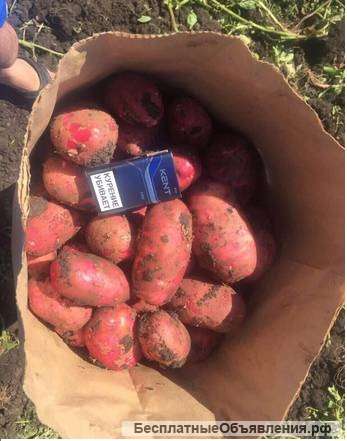 Предзаказ Картофель