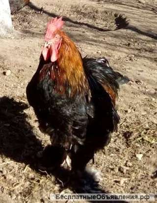 КОХИНХИНЫ Куры, Петухи