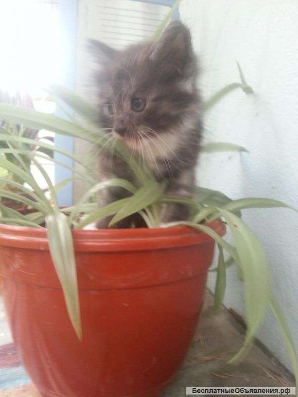 Серенький котик