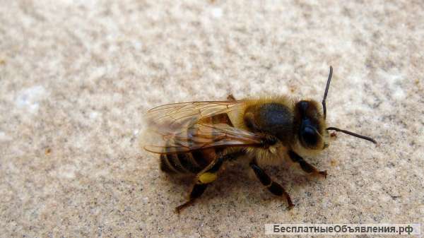 Пчелосемьи породы Карпатка (продаю), запись на отводки