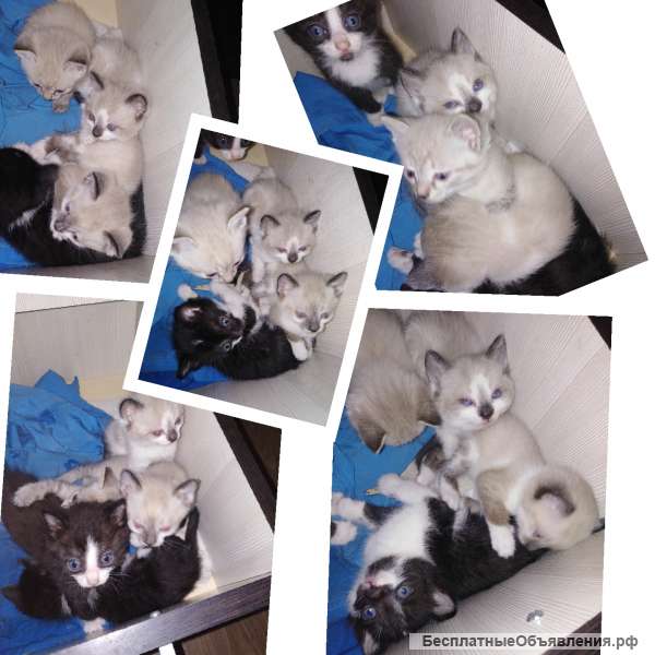 Отдам просто так