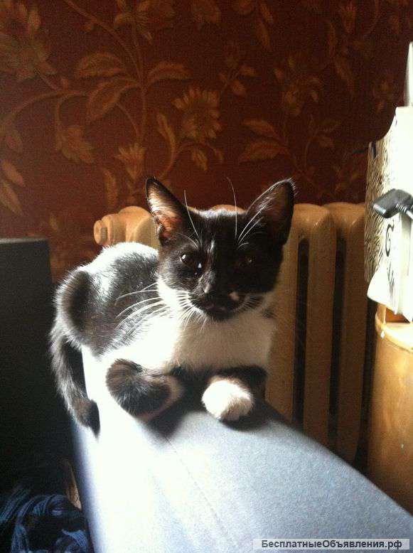 Отдам милую 3 мес самочку