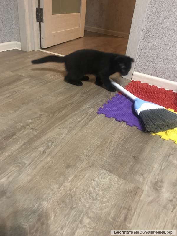 Вислоухий британец