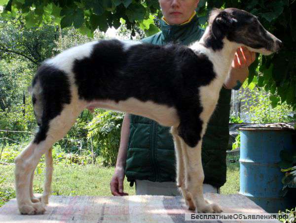 Щенки русской псовой борзой