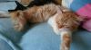 Котята нужен дом