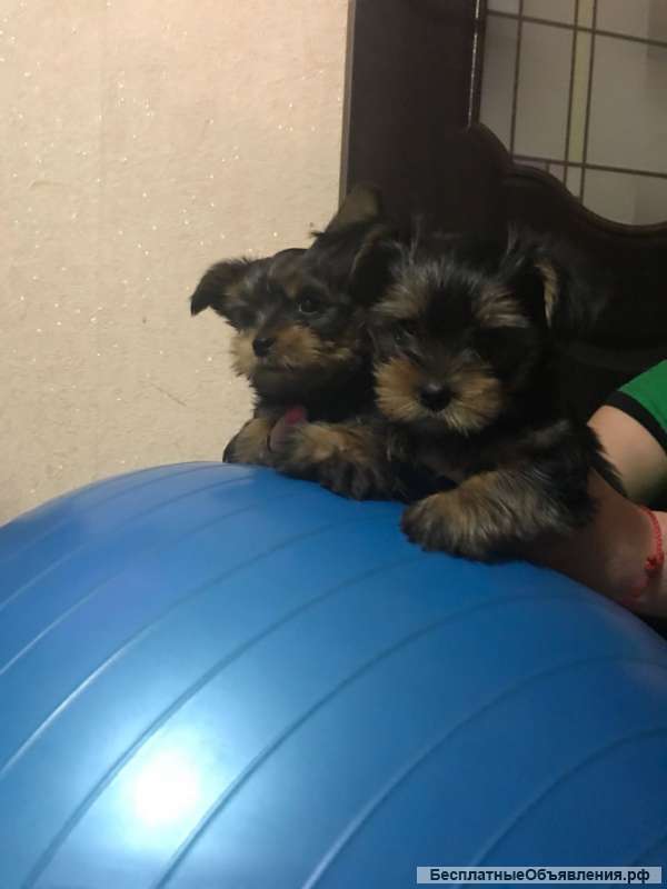 Щенков йоркширского терьера