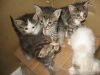 Котята-сироты