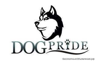 DogPride в Орле