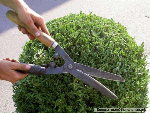 Садовник- помощник / озеленитель, агроном