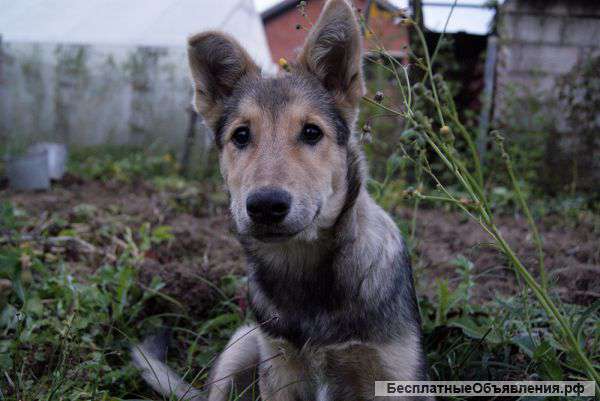 Верный друг в дар