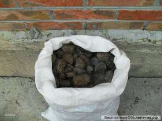 Навоз конский Доставим