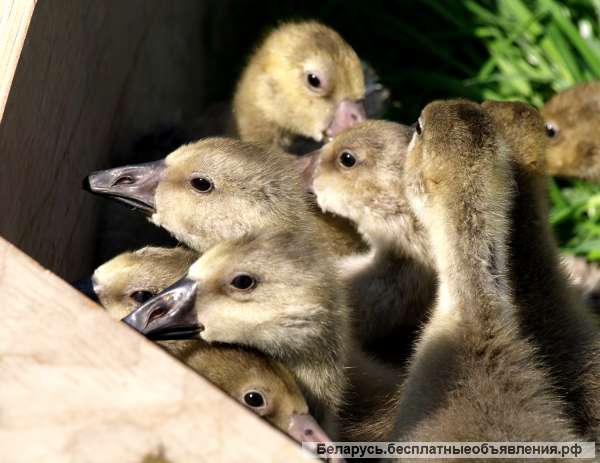 Гусята(16дней)