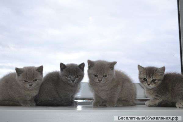 Британские котята