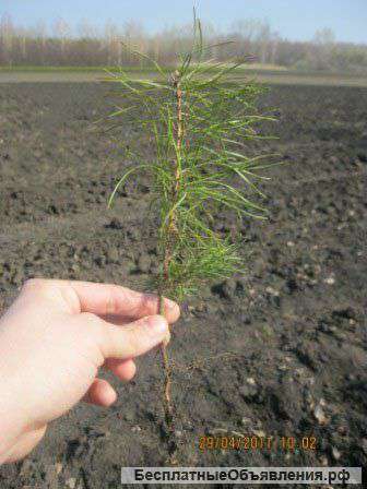 Сеянцы сосны двухгодовалой оптом