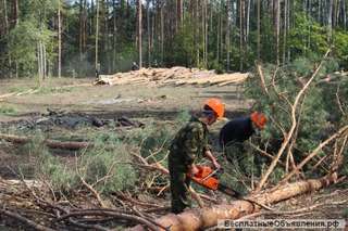 Требуются Бригады на валку распилку леса