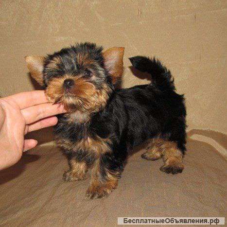 Щенки йоркширского терьера