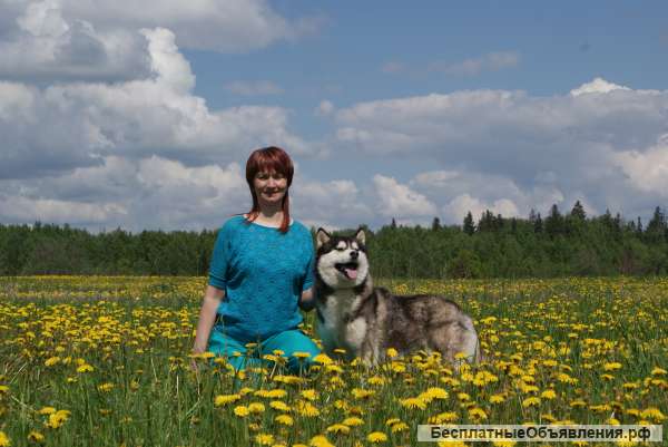 Экскурсии в питомник хаски