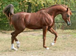 Чистокровные Арабские лошади конеферма Эквилайн