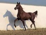 Чистокровные Арабские лошади конеферма Эквилайн