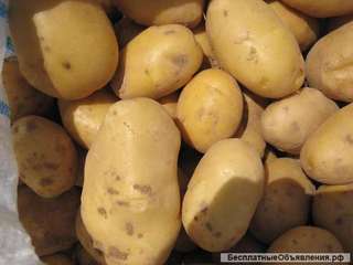 Ранний картофель урожая 2018 года